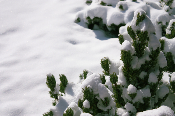 Small pine tree in the snow