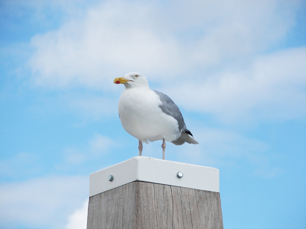 Seagull watching