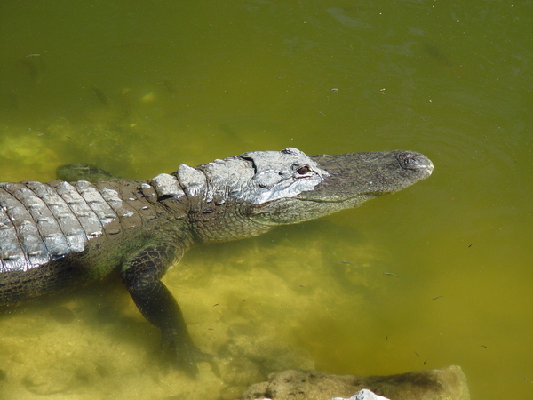 alligator 3