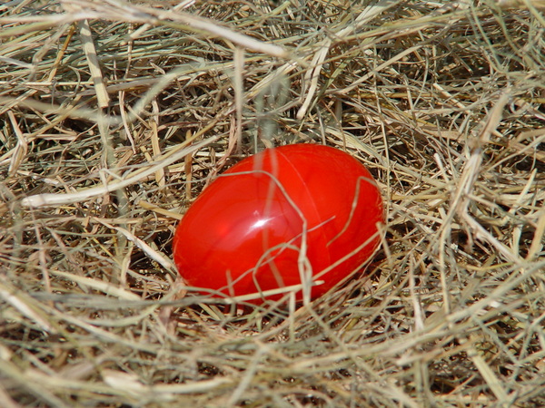 egg 1