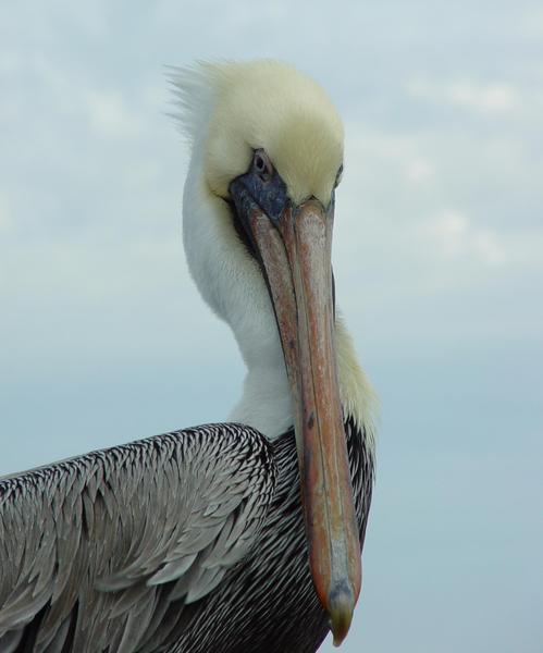 pelican 1