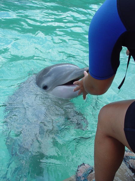 dolphin 3