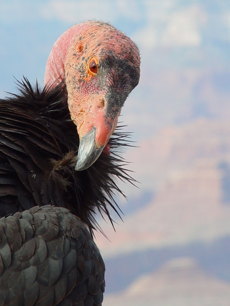 california condor 4