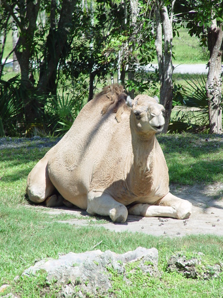 camel 4