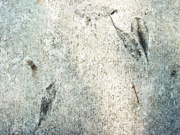fossil 3