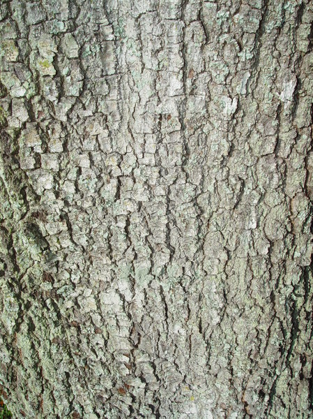 bark 2