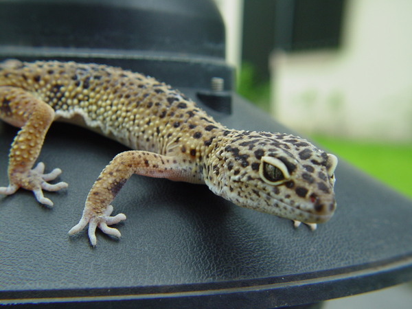 leopard gecko 2