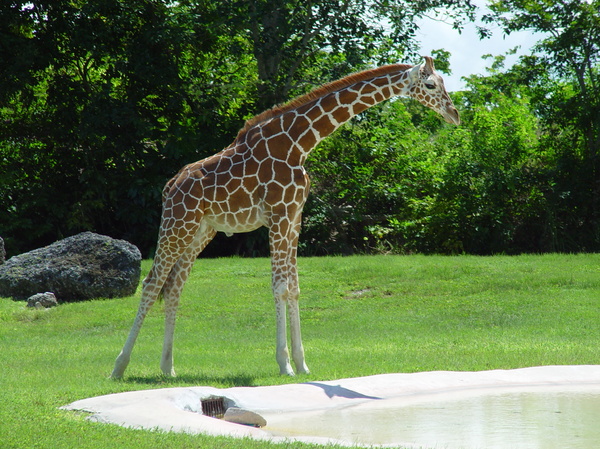 giraffe 3