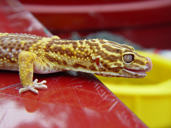 leopard gecko 3