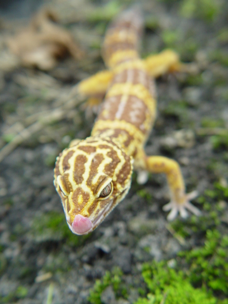 leopard gecko 4