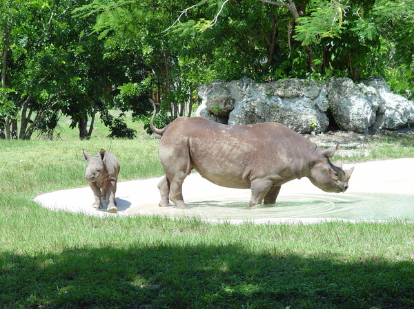 rhinoceros 5