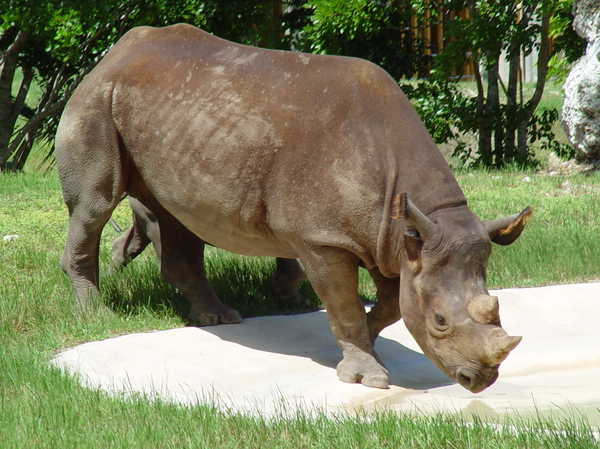 rhinoceros 2