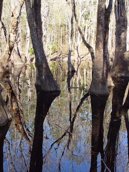 swamp 4