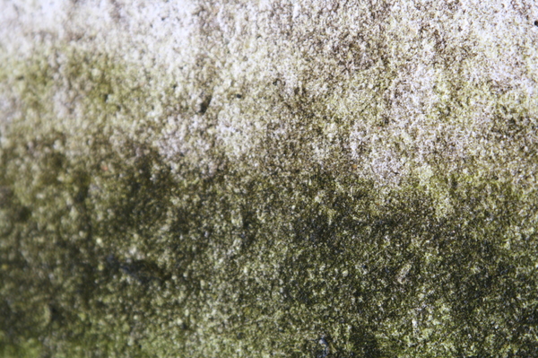 algae cement texture 1