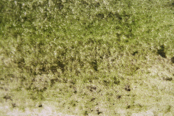 algae cement texture 5