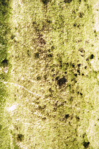 algae cement texture 3