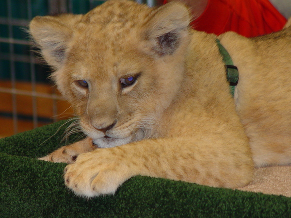 lion cub 4