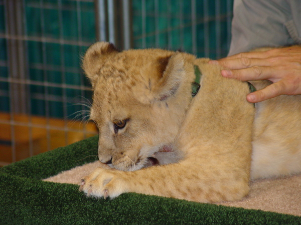 lion cub 3