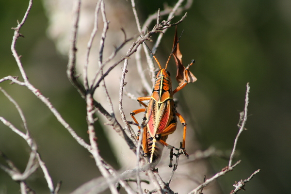 grasshopper 5