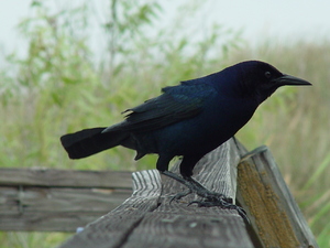 pájaro negro 3