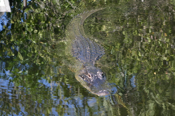 alligator 5