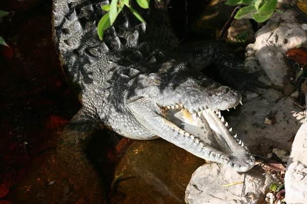 crocodile 3