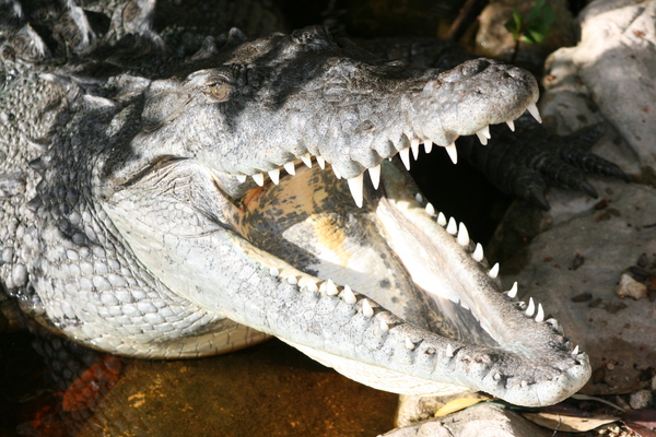 crocodile 1