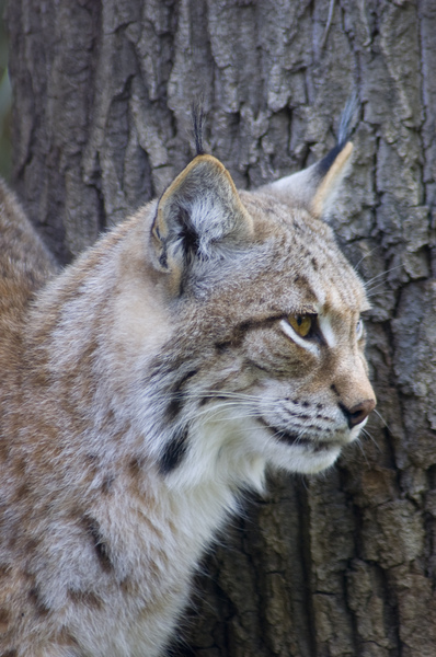 Lynx: Portrait of a lynx