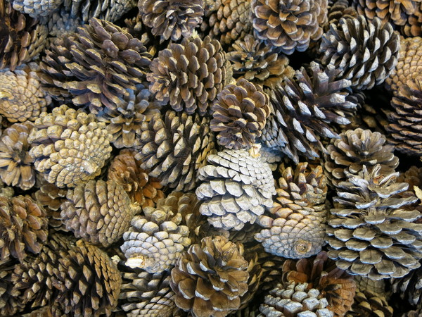 pinecone texture