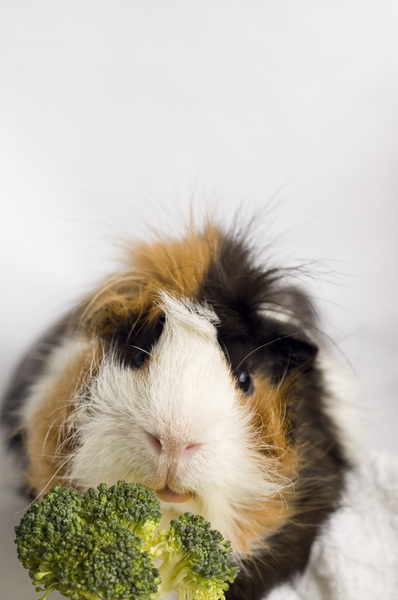 :: Guinea pig 2::