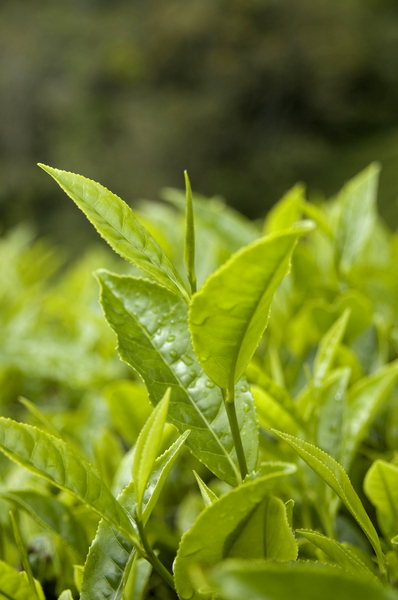 ::TEA PLANTATION::: The tea plantation at Cameron Highland, Malaysia...