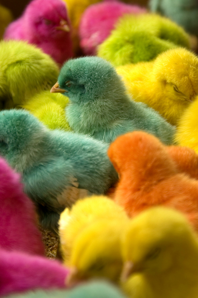 Colourful chicks
