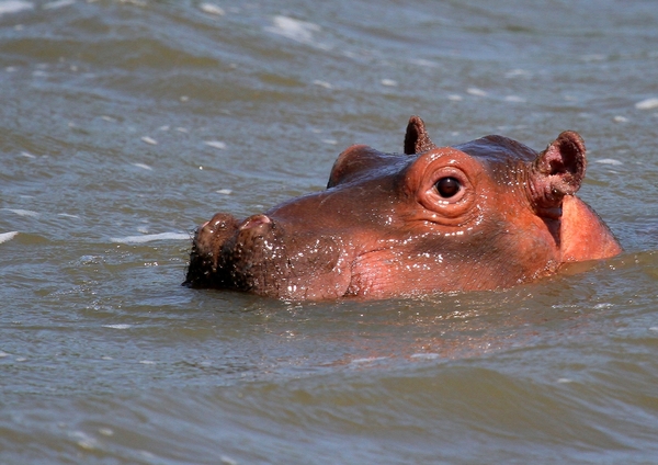 Hippopotamus (Hippo) family 5
