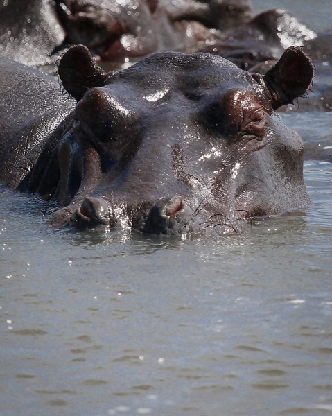 Hippopotamus (Hippo) family 1