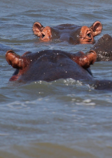 Hippopotamus (Hippo) family 3