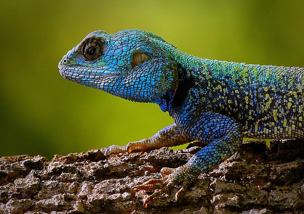 blue-head lizard 1