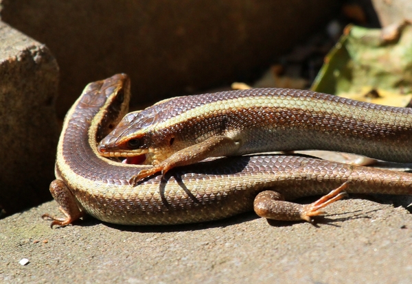 Lizards & the Mating Game