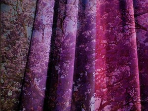 Advent Drapes - Series 2 (5): (CREATED TO USE AS BACKGROUND IMAGES FOR SONGS, PRAYERS AND ETC.)

This is one of a series of 10 photos of the purple drapes we hang for Advent. In this series, I have overlayed each of the images with a photograph of Jacaranda (trees and / or flowers) 