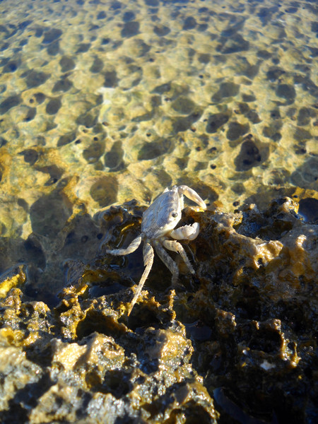 Croatian crab 2