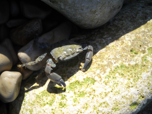 Croatian crab 4