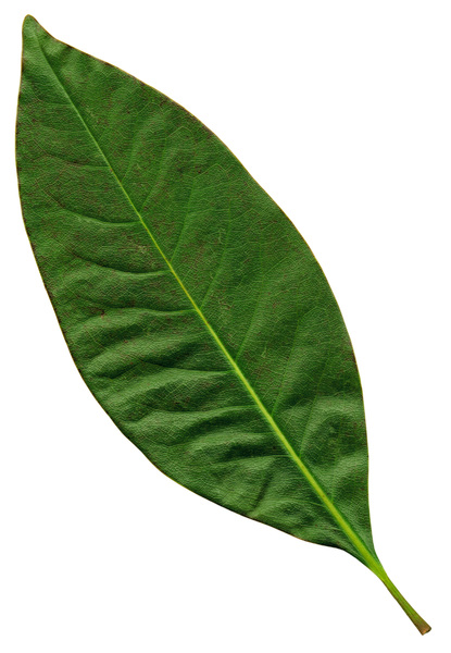 Leaf  39