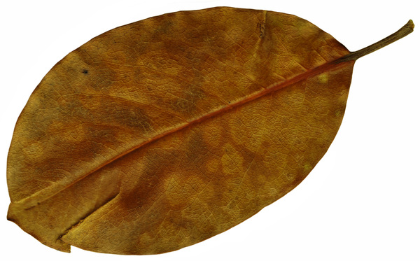 Leaf  44