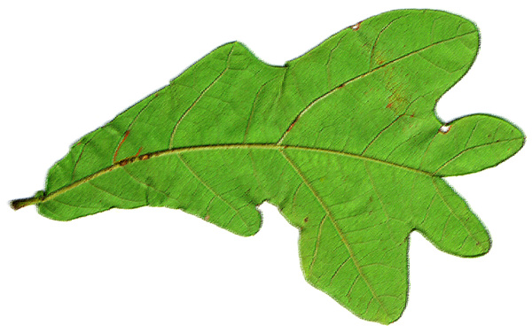 Leaf 54