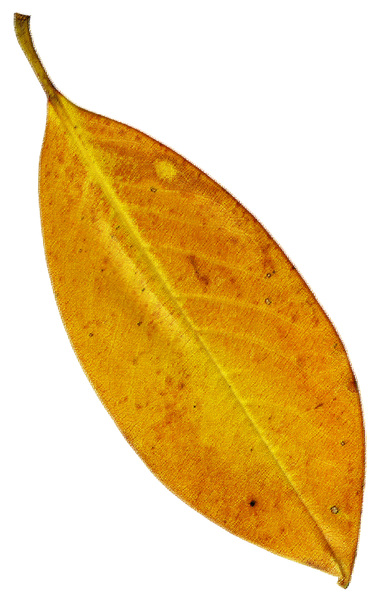Rough Pastel Leaf 1