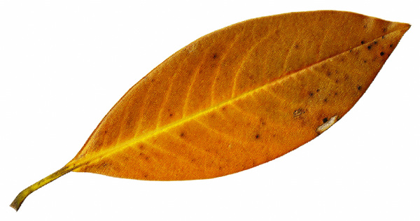 Rough Pastel Leaf 3
