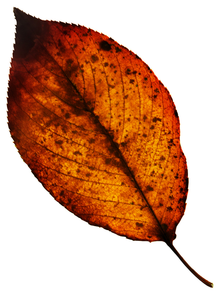 Leaf 65