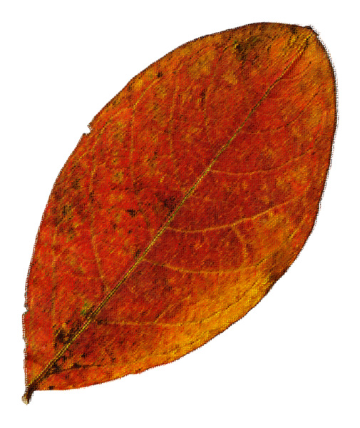 Leaf 67