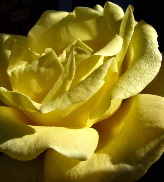 yellow petal background3
