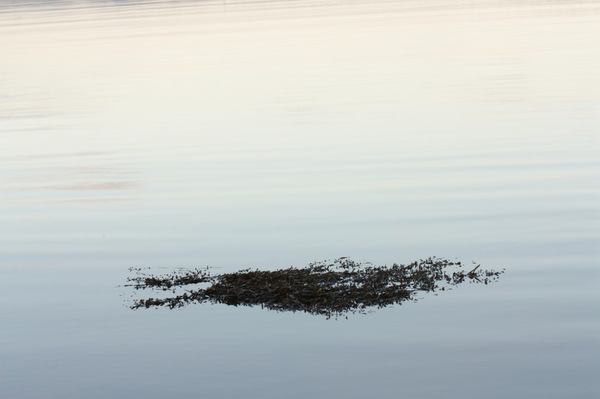 Seaweed on a still sea