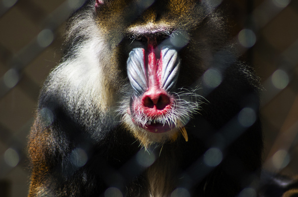 Mandrill